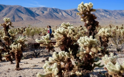 Cholla Cactus Garden
