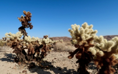 Cholla Cactus Garden