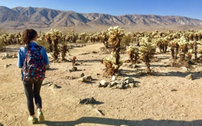 Cholla Cactus Garden