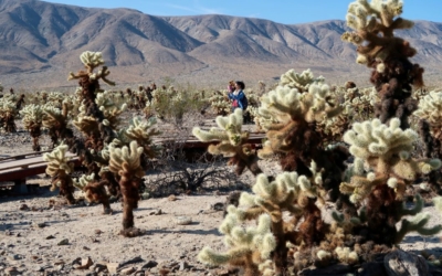 Cholla Cactus Garden