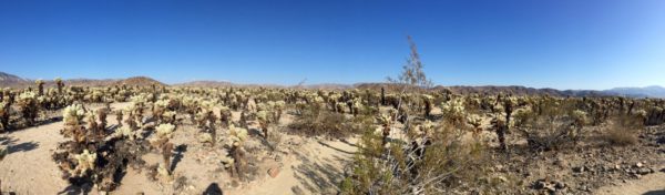 Cholla Cactus Garden