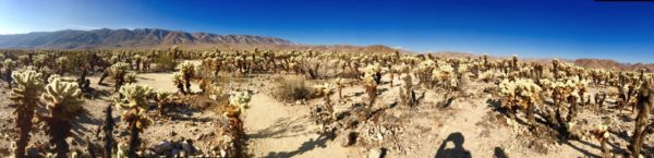 Cholla Cactus Garden