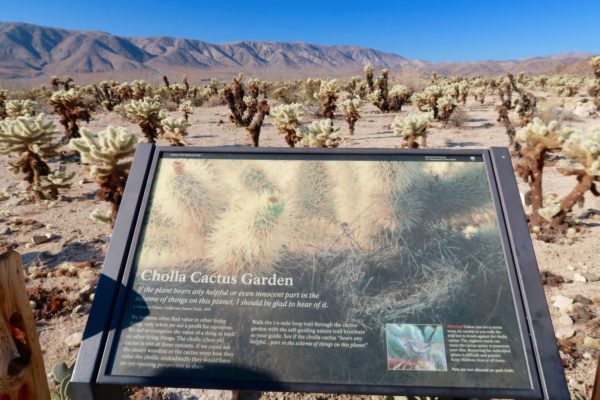 Cholla Cactus Garden