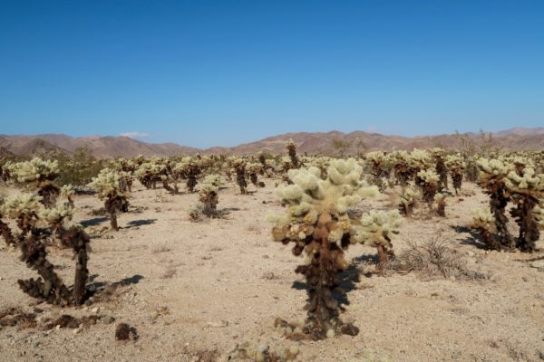 Cholla Cactus Garden 