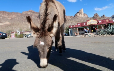 Oatman