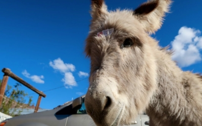 Oatman