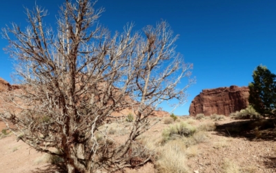 White House Trail