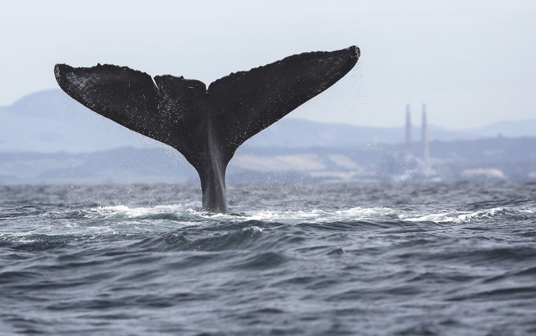 baleine à bosses