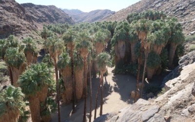 Palm Canyon