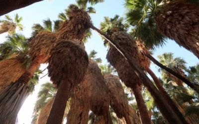 Palm Canyon