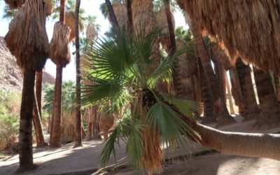 Palm Canyon