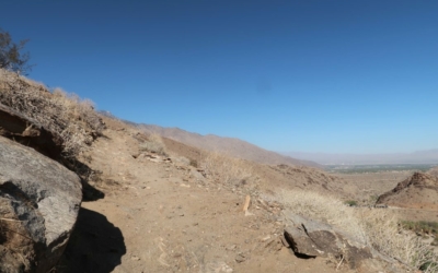 Palm Canyon