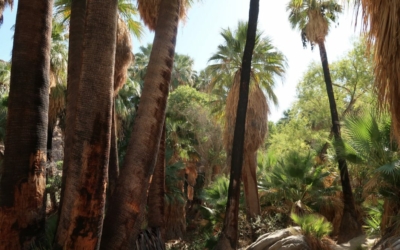 Palm Canyon