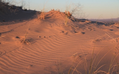Kelso Dunes