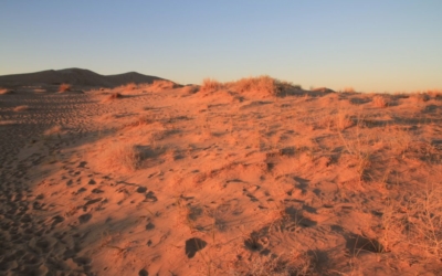 Kelso Dunes