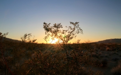 Kelso Dunes
