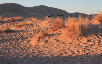 Kelso Dunes