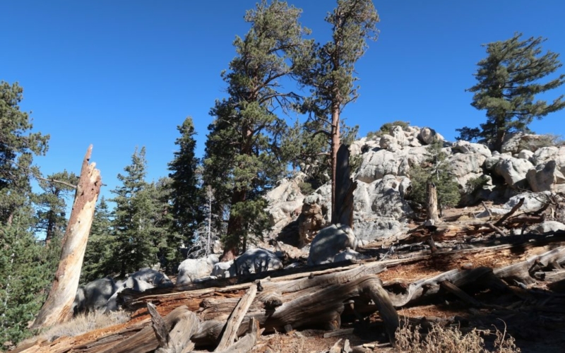 Mount San Jacinto State Park