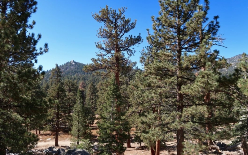 Mount San Jacinto State Park