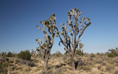 Joshua Tree