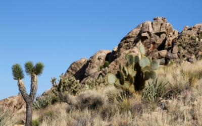 végétation Teutonia Peak