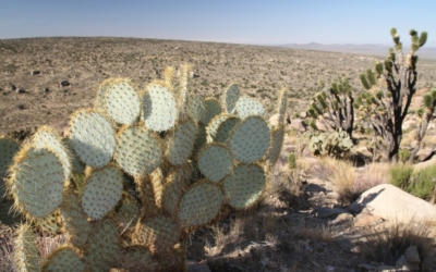 végétation Teutonia Peak