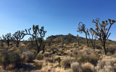 Joshua Tree