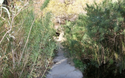 Végétation Darwin Falls