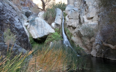 Végétation Darwin Falls
