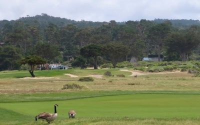 faune locale