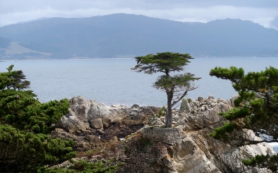 The Lone Cypress