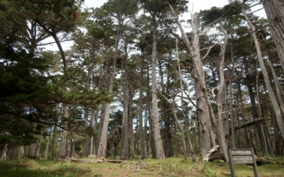 Crocker Grove