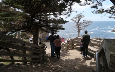 the lone cypress