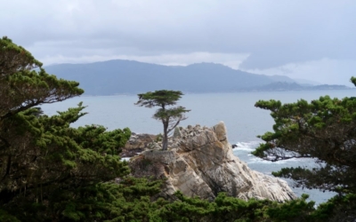 The Lone Cypress
