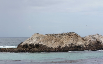 faune locale