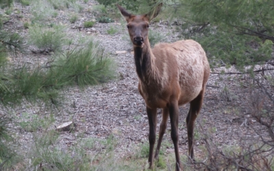 faune locale Mather Campground