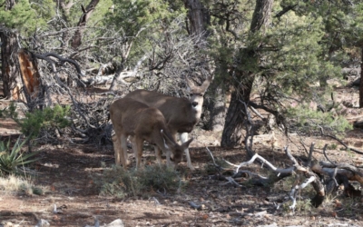 faune locale Mather Campground