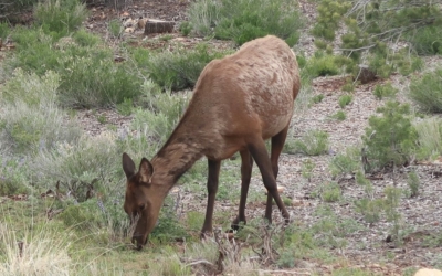 faune locale Mather Campground