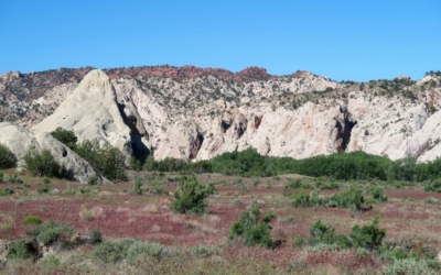 Cokscomb