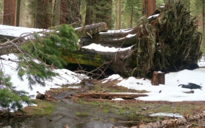 Congress Trail
