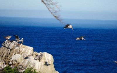 pélicans Point Lobos