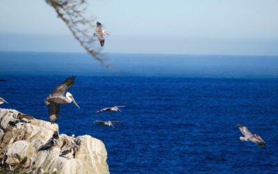 pélicans Point Lobos