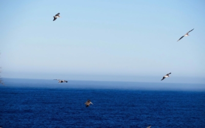 pélicans Point Lobos