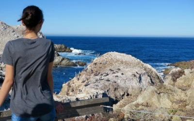 Bird Island Point lobos