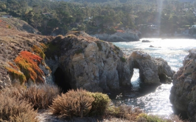 Bird Island Point lobos