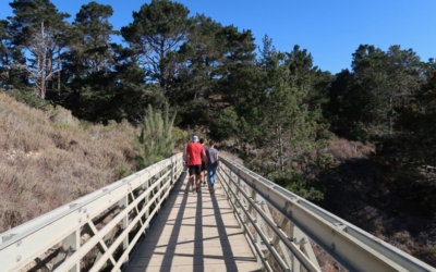 Bird Island Point lobos