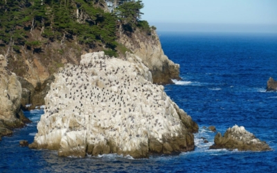 Whalers Cove