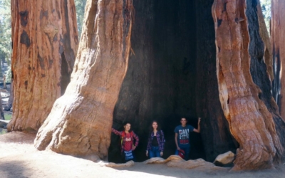 Road Trip familial - Séquoia