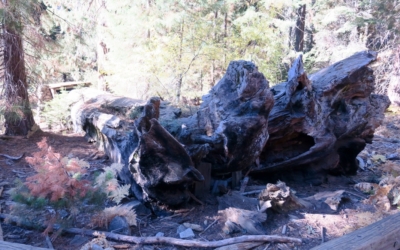 Tharp's Log