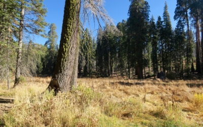 Crescent Meadow
